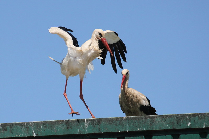 Cigüeña blanca